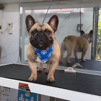 French bulldog wearing a paw-print bandana on the Pet Spa Luxe grooming table